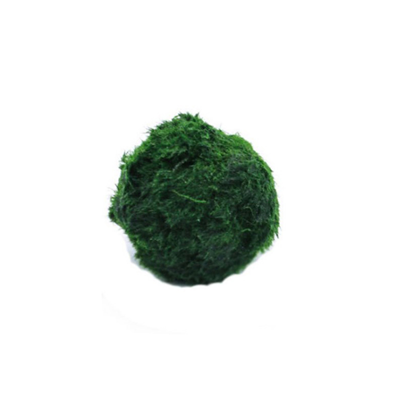 Planted Aquarium Algae - Marimo musgo bolas ao vivo aquário
