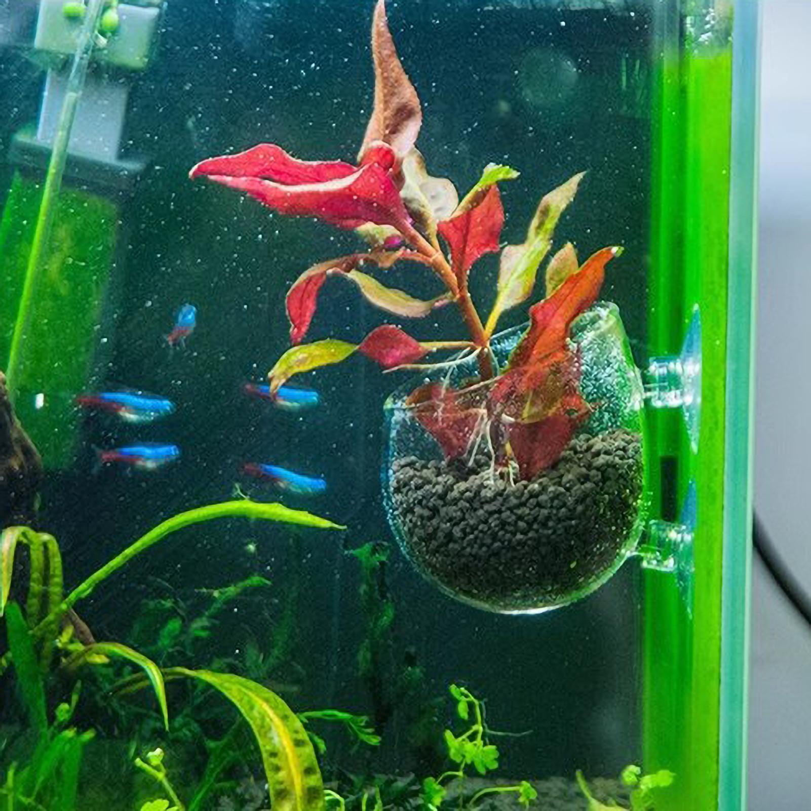 Suporte de Plantas para Aquári - Planted Aquarium Aquascape avaliação e preço