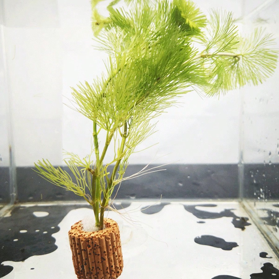Anéis de fixação de plantas de - Planted Aquarium Aquascape avaliação e preço