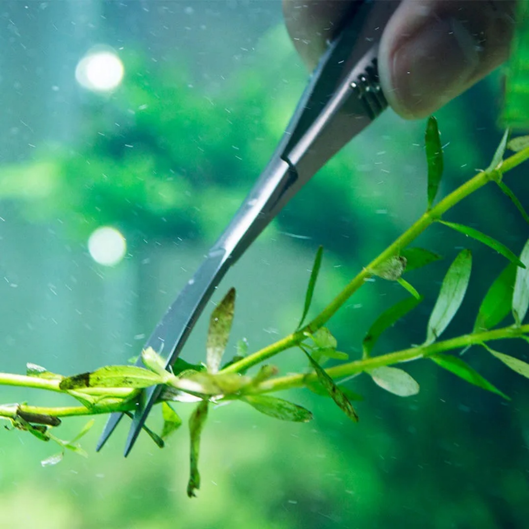 Tesoura curvada de mola reta,  - Aquarium Plant Utensils avaliação e preço