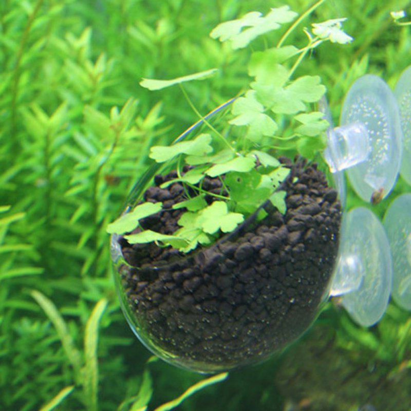 Aquário Pendurado Vaso De Plan - Planted Aquarium Moss avaliação e preço